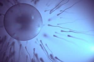 Como funciona a doação de óvulos e espermatozoides